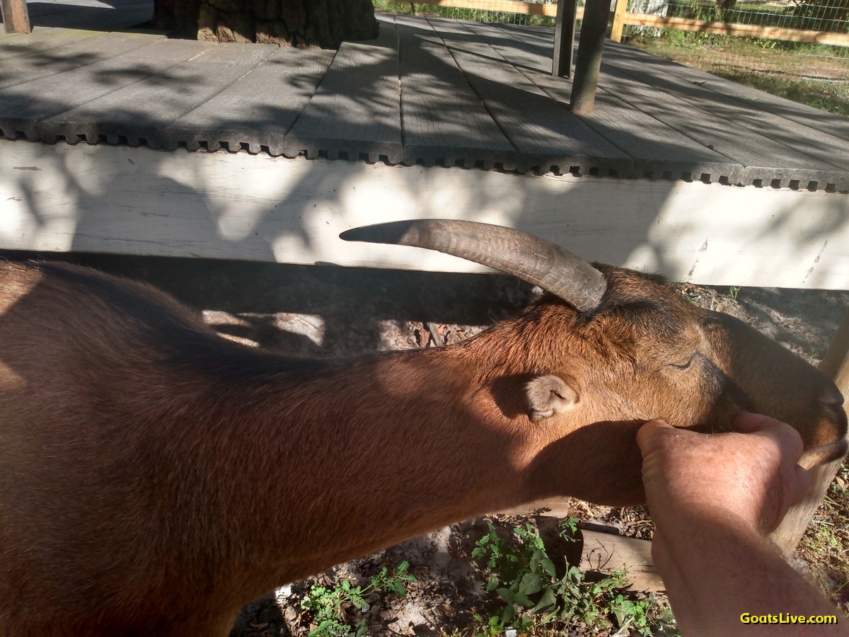 Violet didn't want me to stop scratching her face. She really enjoys it!
ヴァイオレットは顔を掻くのをやめてくれませんでした。本当に楽しかったんです！
#ヤギ #goats