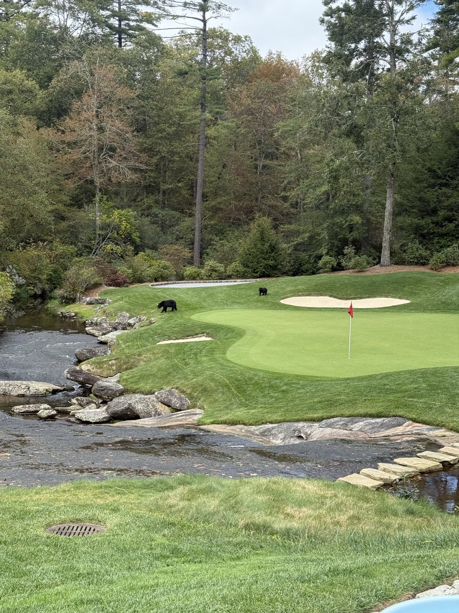harrisonsho17's tweet image. Starting to look like fall in the mountains! Best time of the year for golf #wadehampton #cashiers