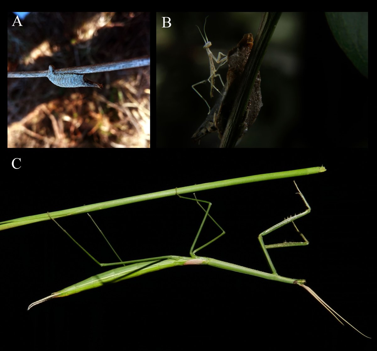 IIBCE's tweet photo. ¡Nuevo hallazgo de investigadoras del IIBCE!
@marictri, Leticia Bidegaray y @AnitaAisenberg confirmaron que la mantis Brunneria subaptera, común en los pastizales uruguayos, puede reproducirse por partenogénesis, es decir, sin necesidad de machos.🧵
+info: https://t.co/YSzobczv5S https://t.co/IYjRefNgCT