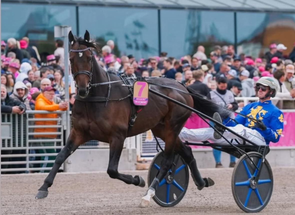 Classy NSW pacer Captains Knock won’t tackle next week’s Victoria Cup, but trainer <a href="/bradhewitt14/">Brad hewitt</a> says Horn Player might. 
Globetrotting stablemate The Locomotive is progressing well for a racing return late next month.
