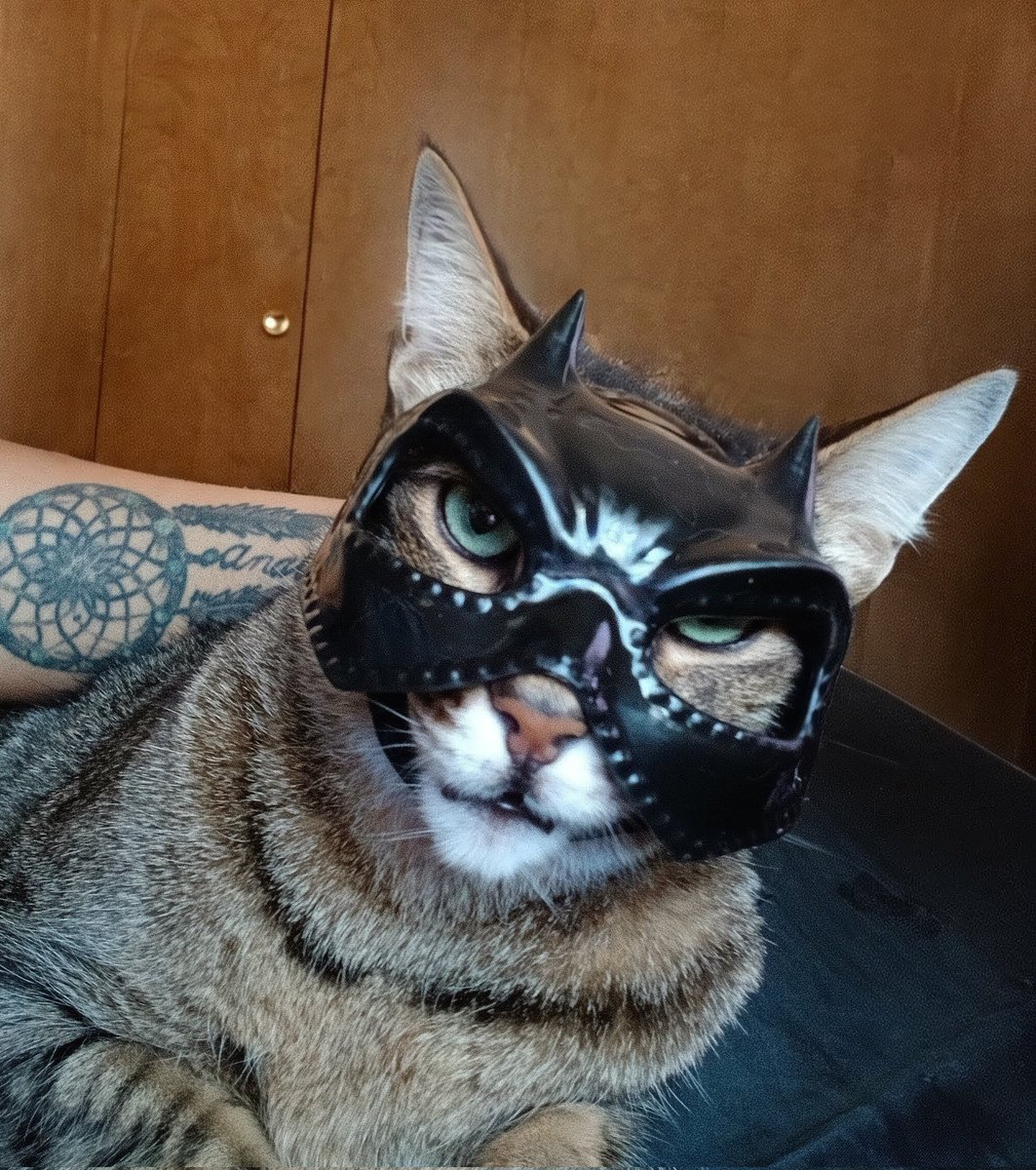 Erika_Jackson's tweet photo. Thor is ready for Halloween 👻

#Halloween #BatCat #CatsOfTwitter #ILoveMyCat #PetCostume https://t.co/35RqEU81IF