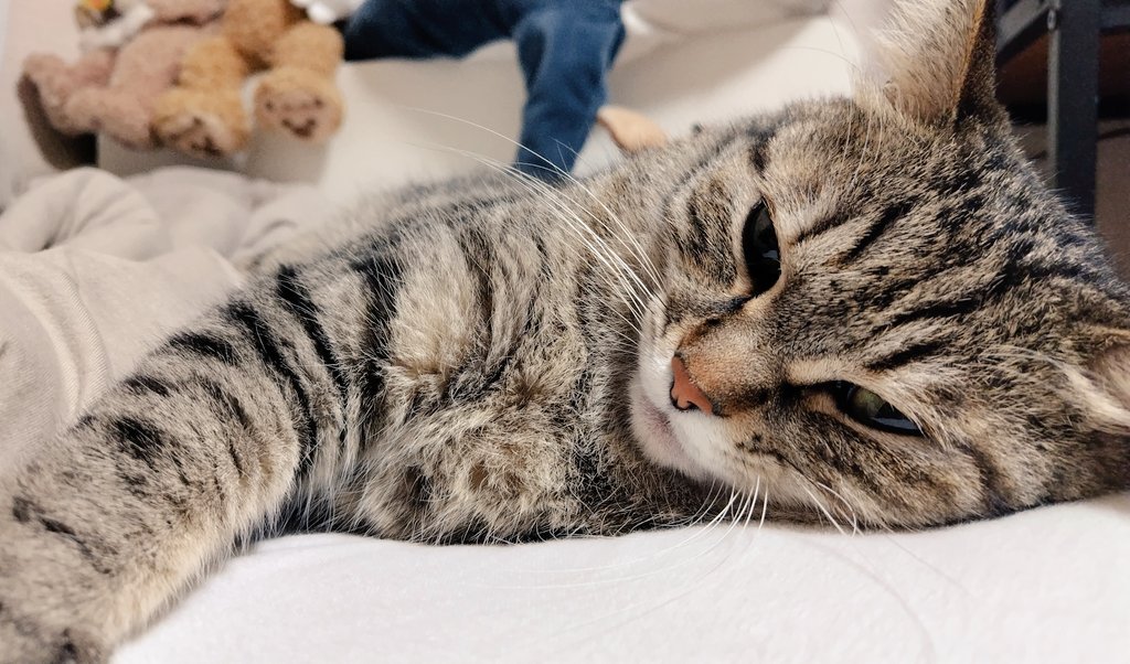 ごろ猫 ゴロー🐾 on X