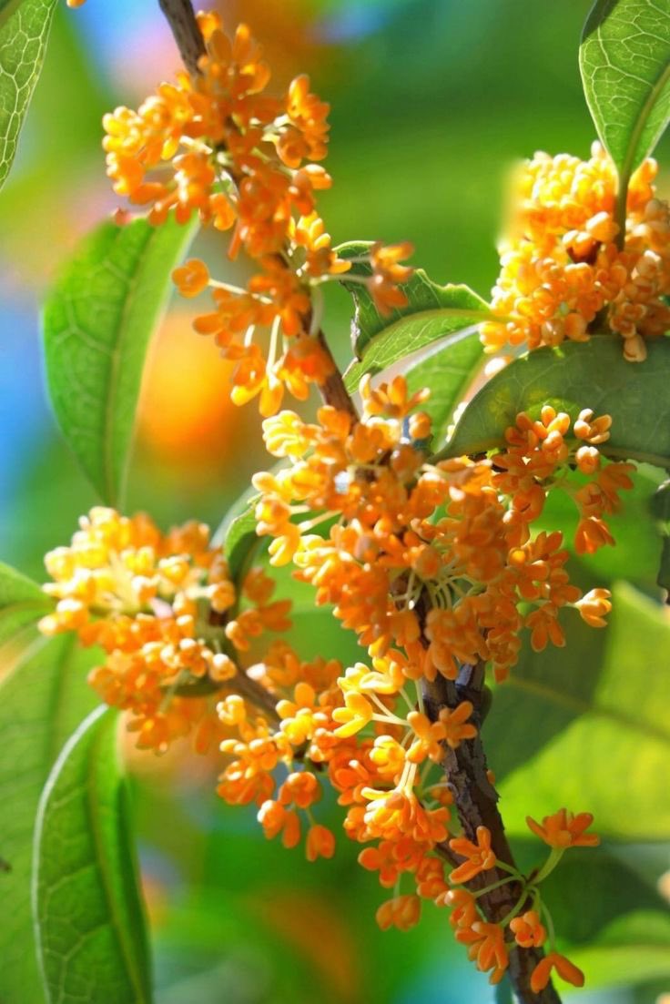 金木犀 あ特大株 凄く良い香り 金木犀 特大株 凄く良い香り