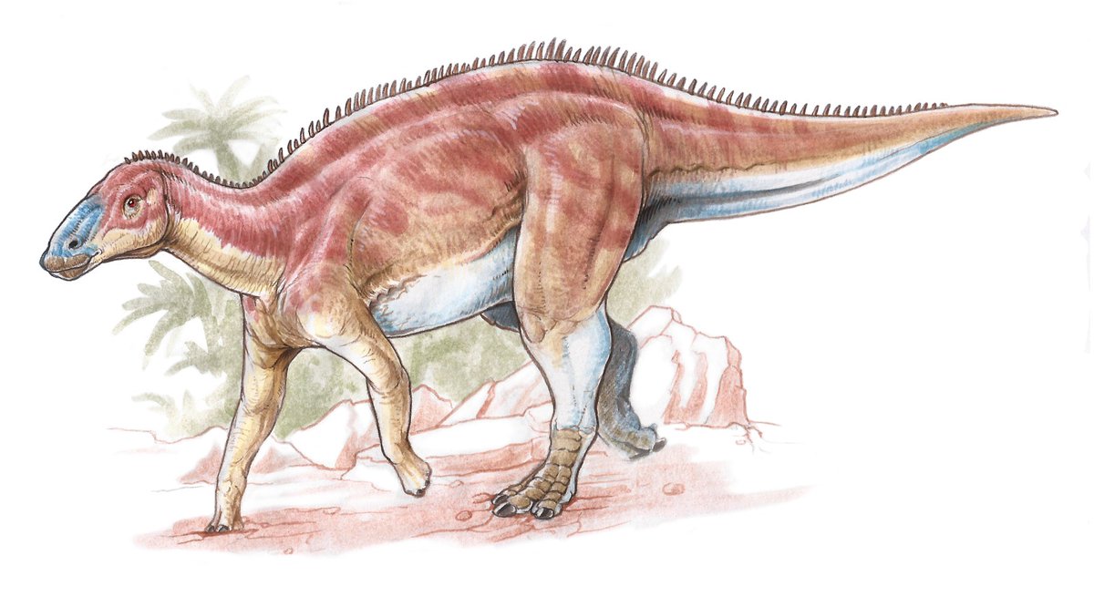 Cómo es el tipo de dinosaurio hadrosaurio que encontrarnos en el vivo?
Así, similar a este Huallasaurus. Expuesto en el Museo Argentino de Ciencias Naturales
Dibujo <a href="/Gabrielluislio/">Gabriel Lio</a>