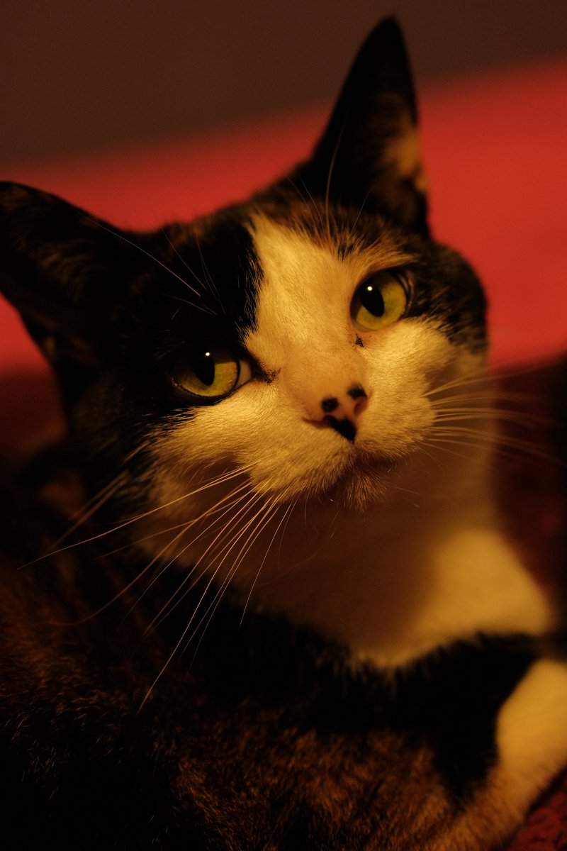 Nekkomancer// tweet media