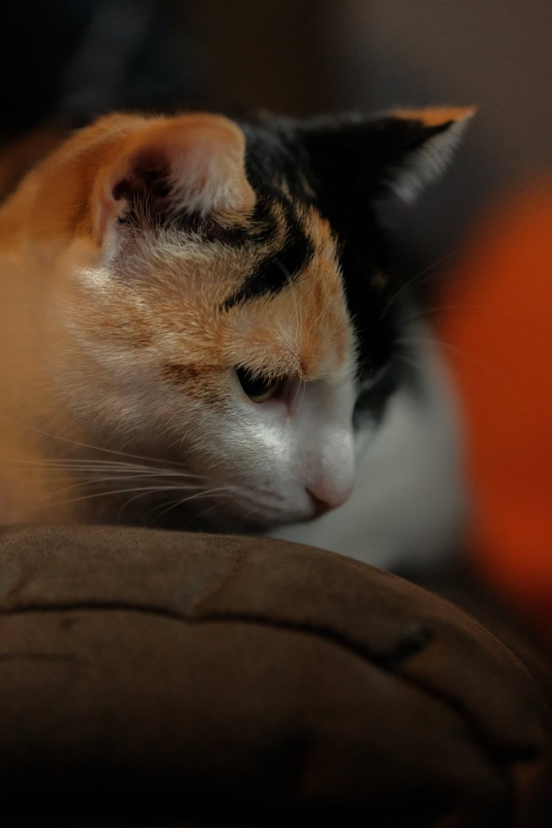 Nekkomancer// tweet media