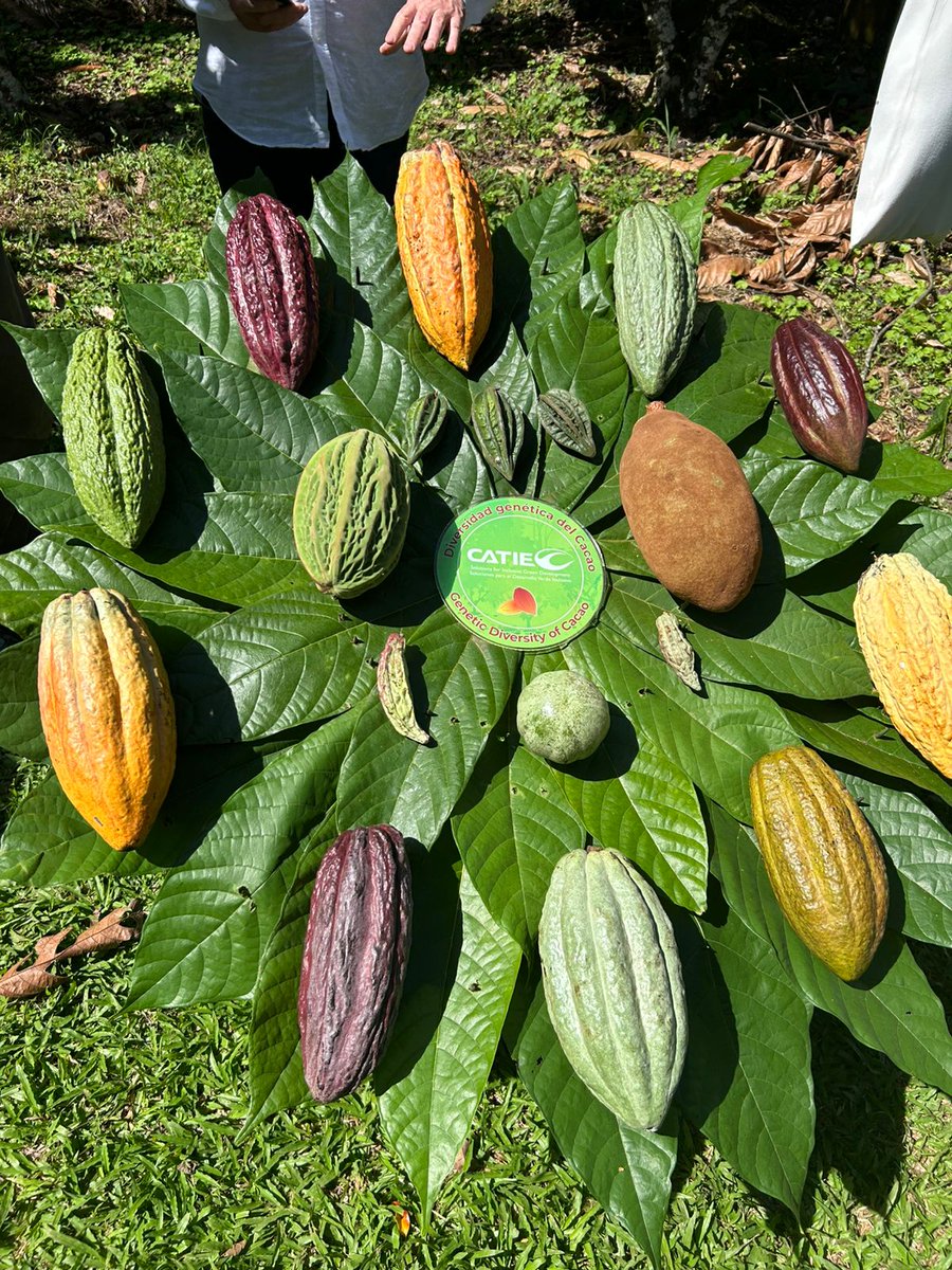 SMBC's tweet image. Team Bird Friendly is in Costa Rica this week for the Congreso Internacional de Cacao! We are excited to raise awareness of Bird Friendly Cocoa and look forward to building new collaborations and research opportunities! #Cocoa #Chocolate