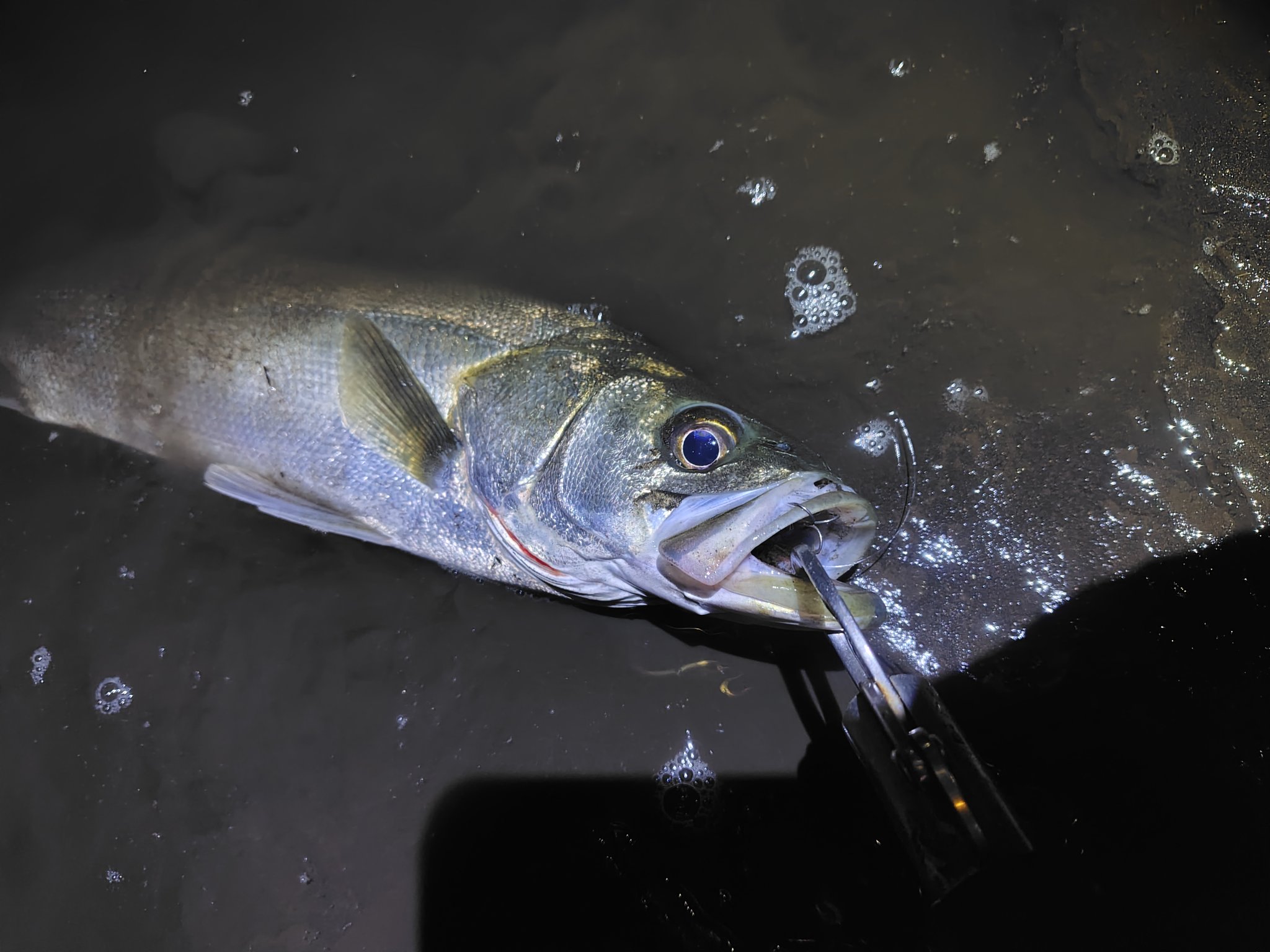 BASSDAY.JAPAN (@BassdayJ) / X