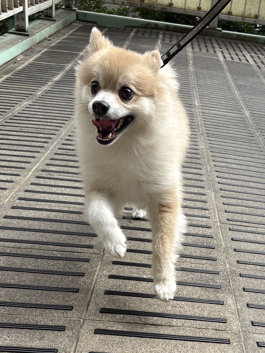 おはようございます。
きみめっちゃ楽しそうにお散歩してるのね。