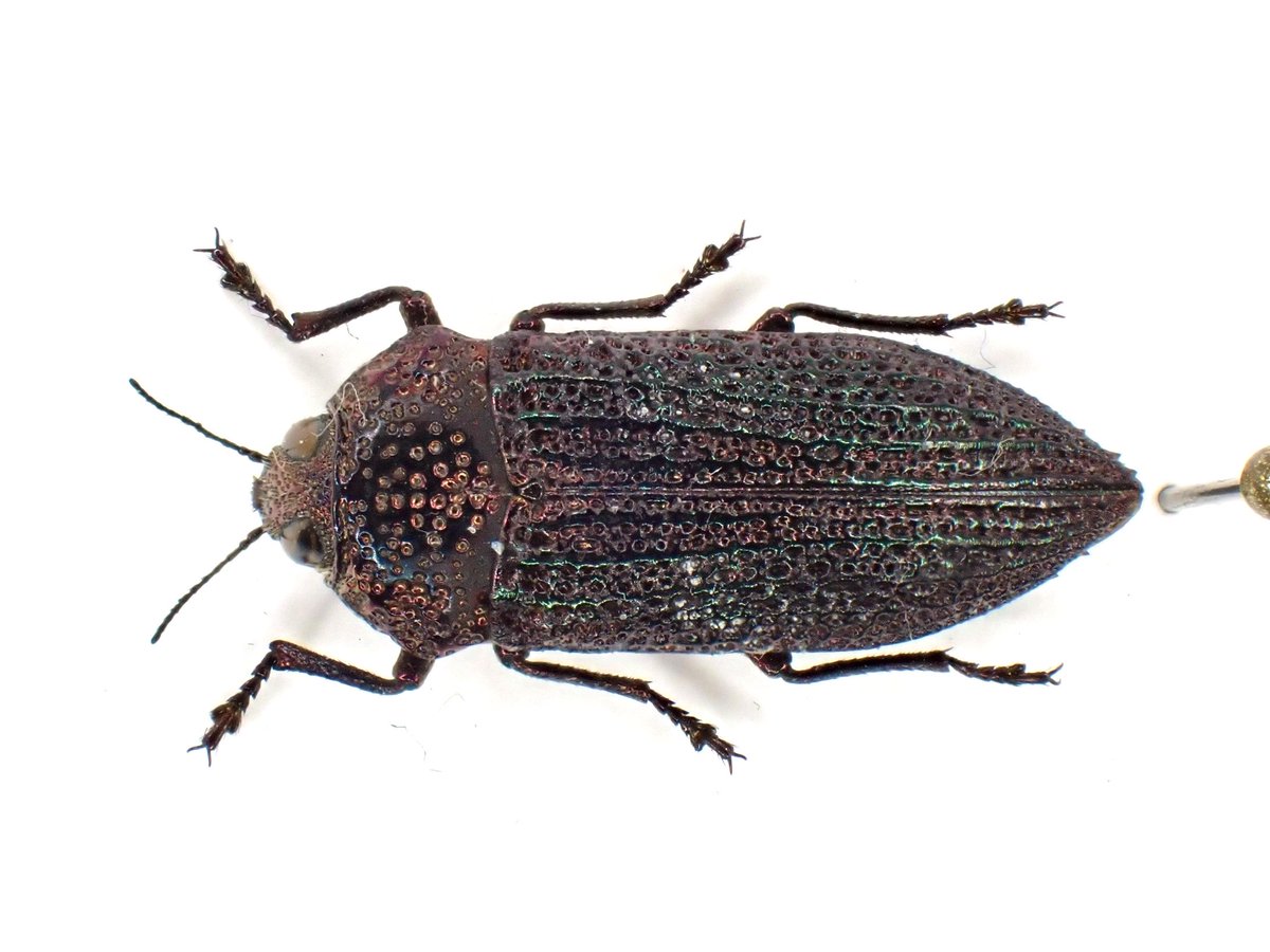 昆蟲標本 吉丁 もこむし on X