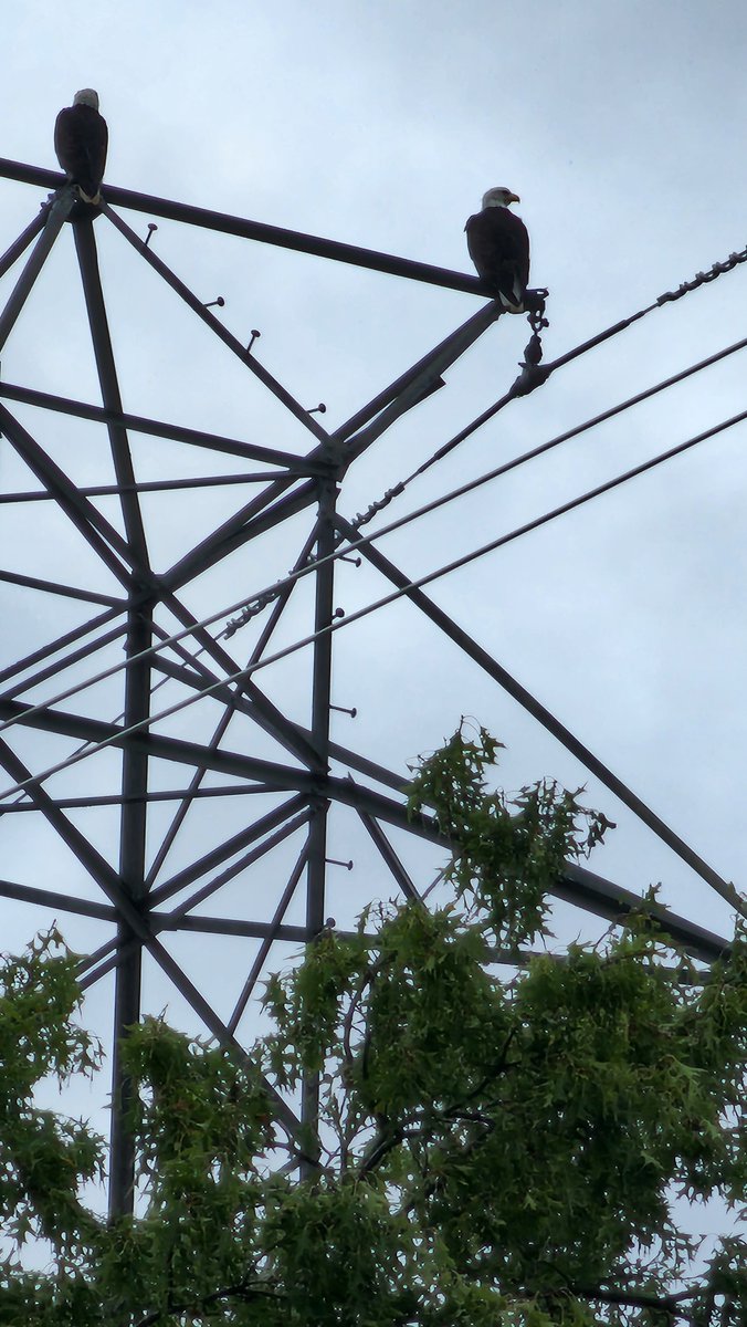 A pair of visitors to our Ashburn shop yesterday morning!