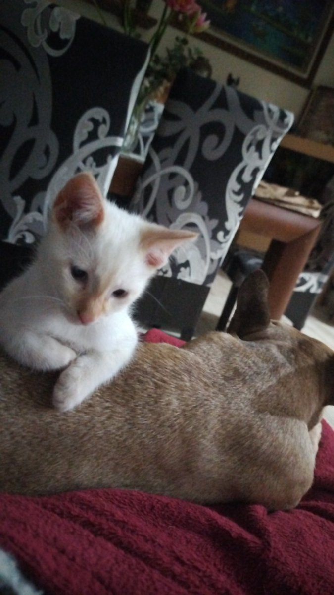 Nunca tuve gato,pero ésta pequeñaja nos a enseñado que es una maravilla,reír con ella todo el día,nos tiene locos a todos. Mi preciosa Nube ❤️❤️❤️