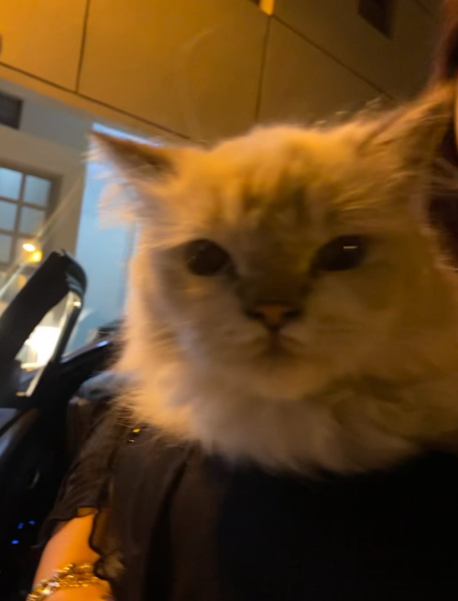 luvmarsie's tweet photo. hi everyone i just saw this cat in tubli and it looks like an indoor cat and i don’t really know any accounts that post these kinda things so if you know any or you recognize this cat pls dm meee https://t.co/FezJmzeFia