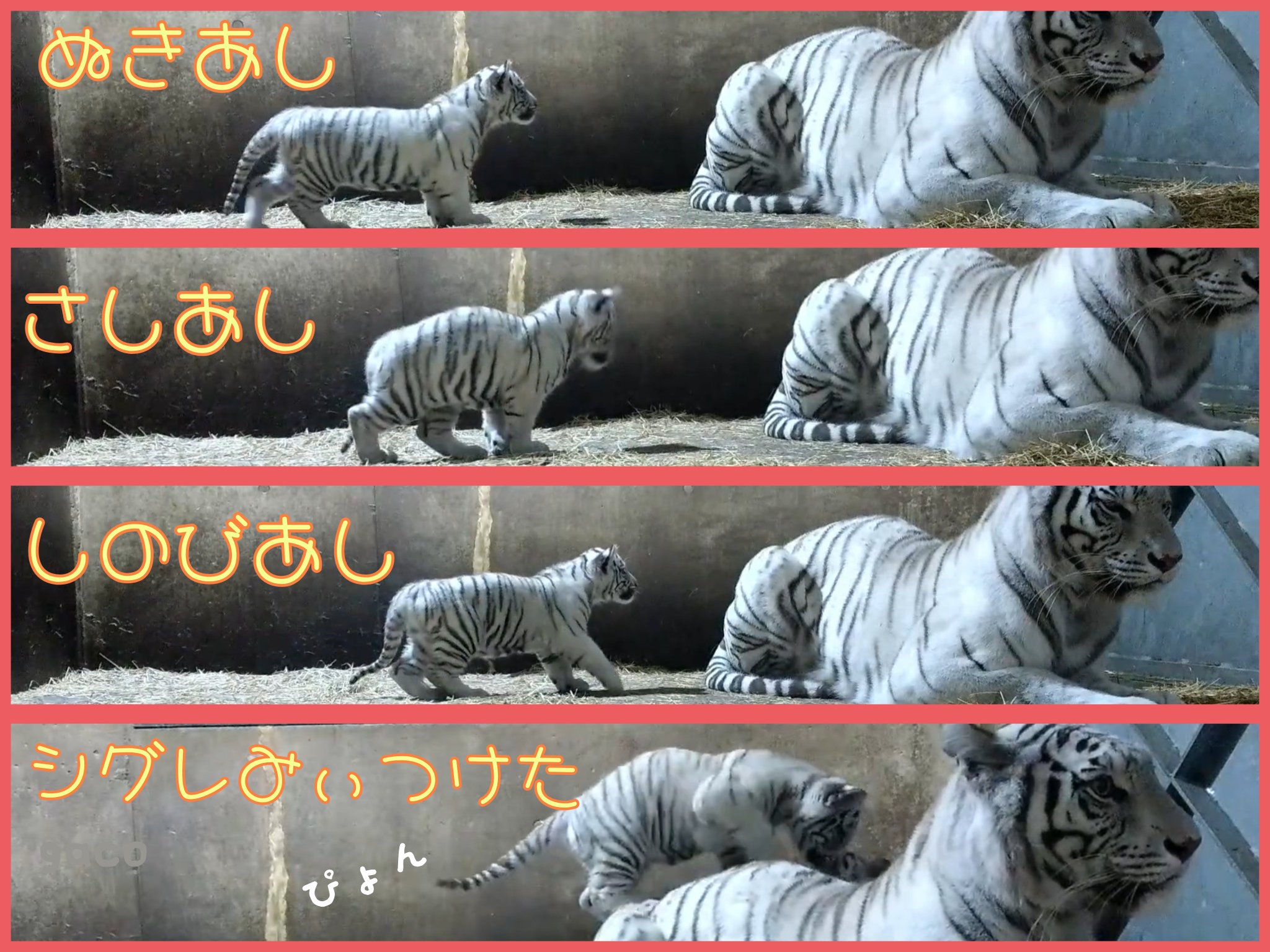 虎さんページ gaco on X: