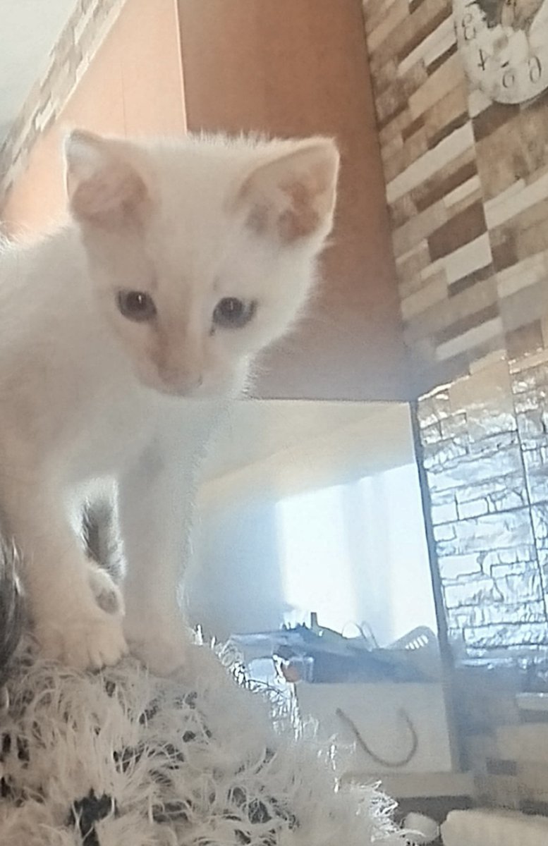 Aveces tengo un monito,o un loro no sé le encanta el hombro,y la pantalla del móvil,no digamos.😂😂😂