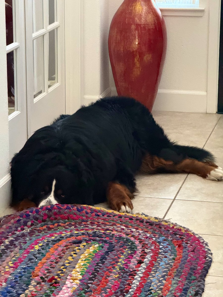 RussianBerner's tweet photo. TFW you barked rudely at your neighbor just because he said hello to you 🙄🙈🤣 #badneighbor #badassberner https://t.co/kWhLdAKo4C