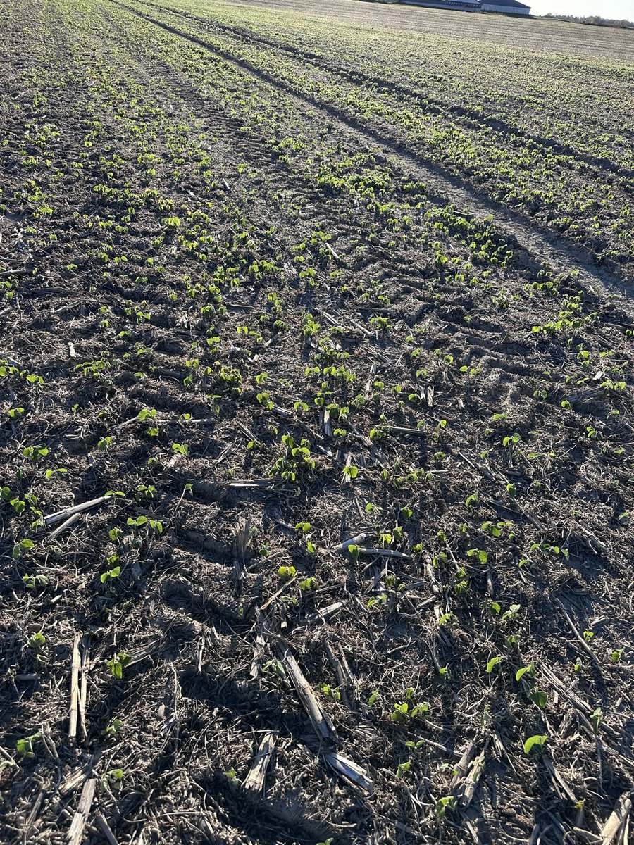 Evidence of why you should always get out and check behind the combine.. almost whole field looks like this. I had to stop and take a pic. #ontag #harvest25