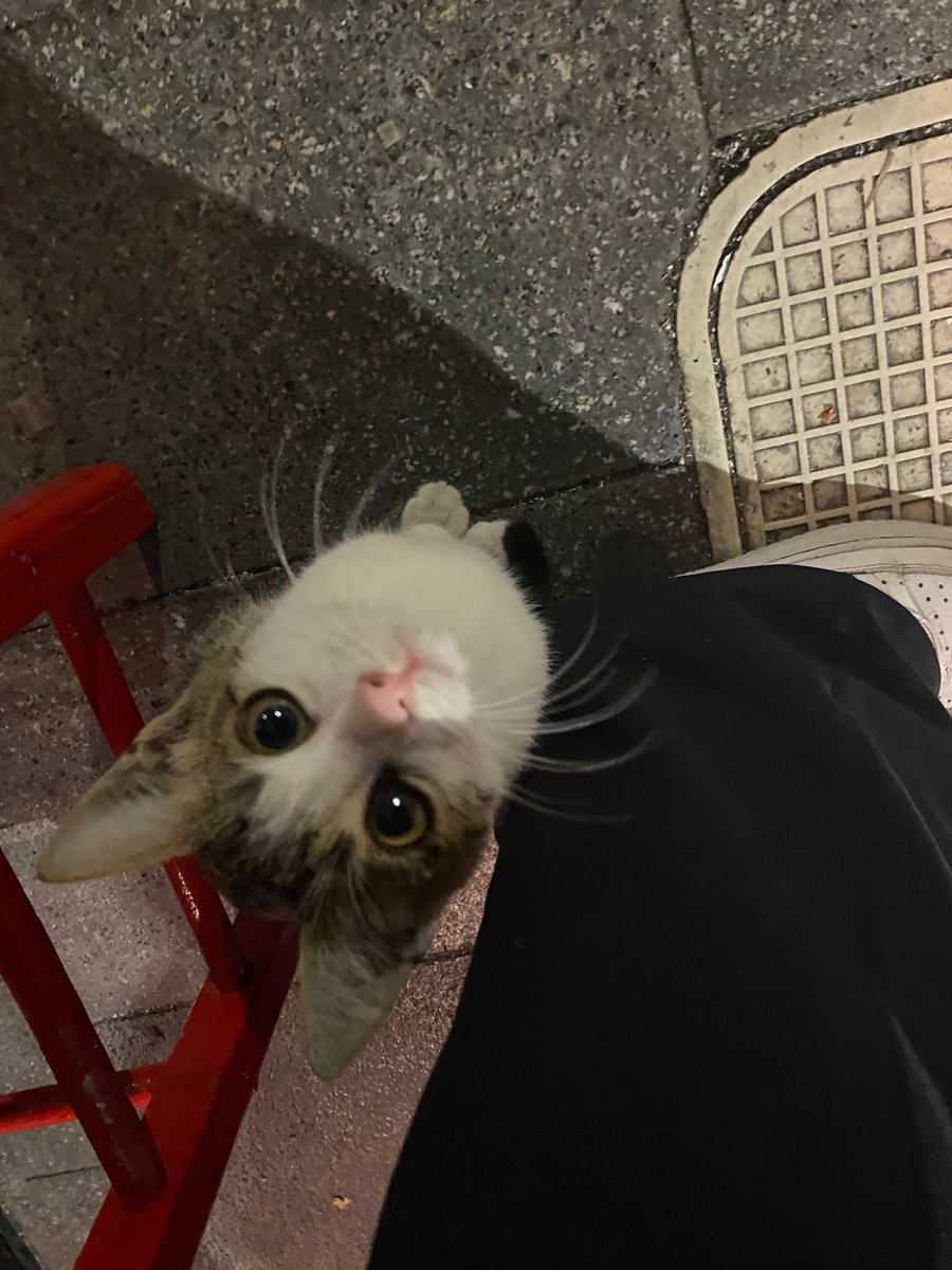 Gecenin en güzel pisi pisisi