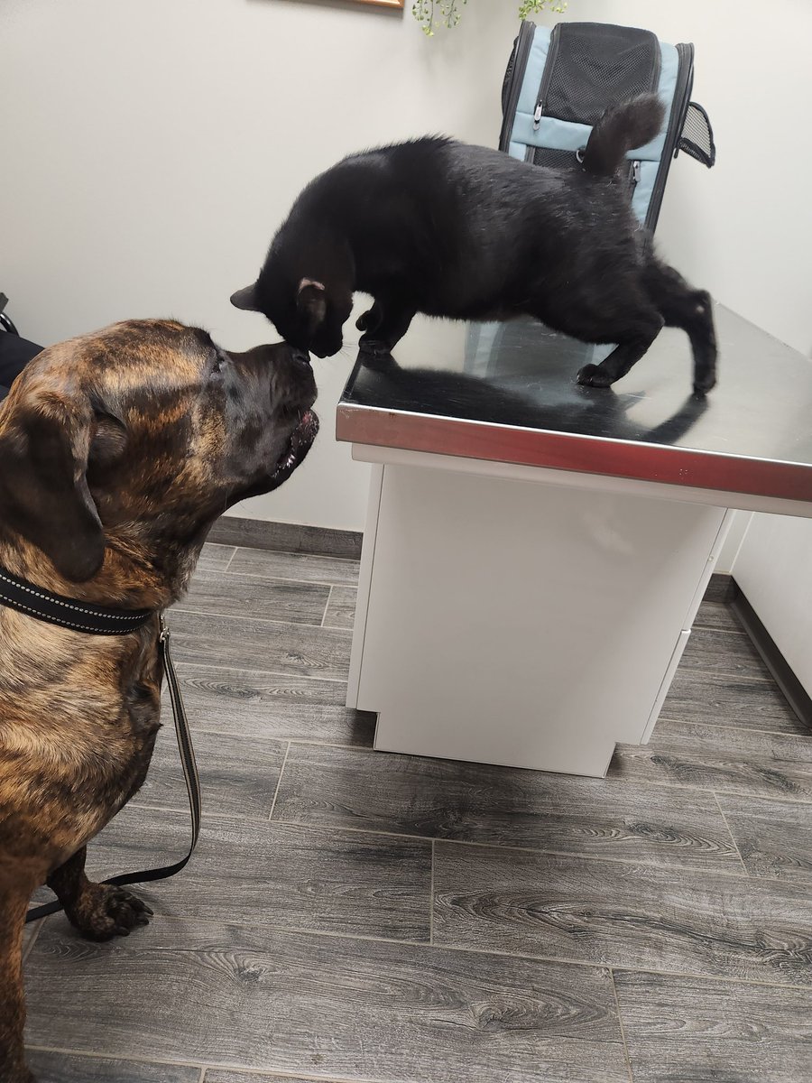 Das boop! 
#boop #BestFriend #bestfriends #Cat #dogs #cute