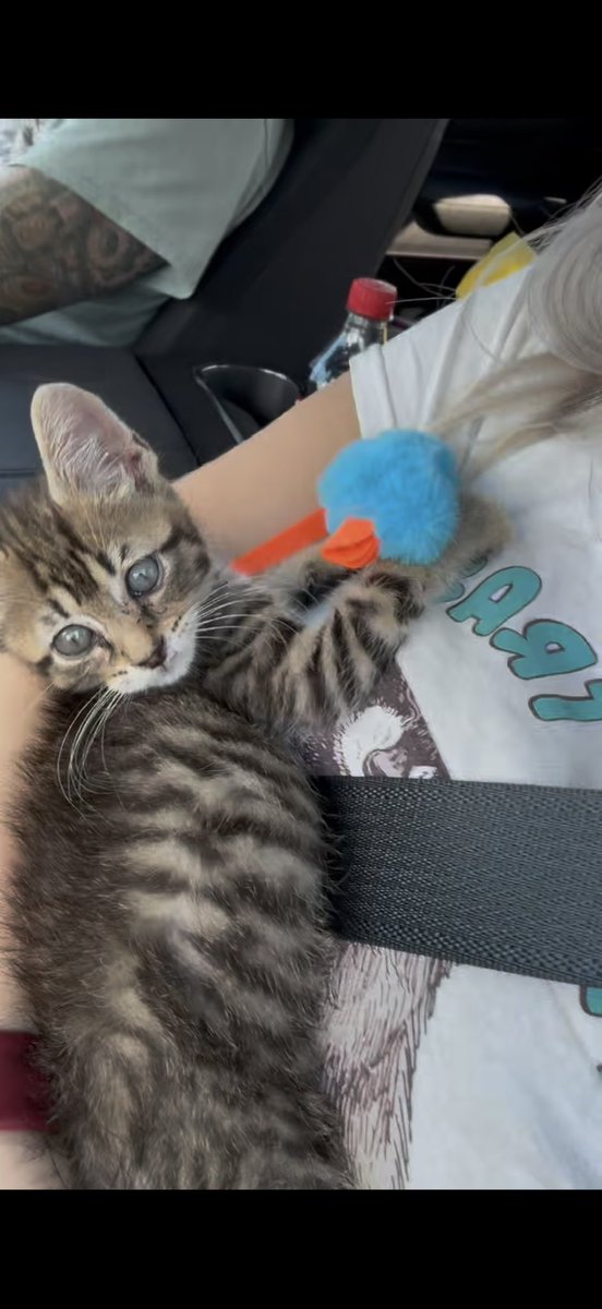 sparklymoon's tweet photo. @ScottAdamsSays We found him scared and hungry in the garbage in Mississippi. It took a couple of days to tame him but,  now he is riding home to live his best life in Florida. https://t.co/ID3Bha2crh