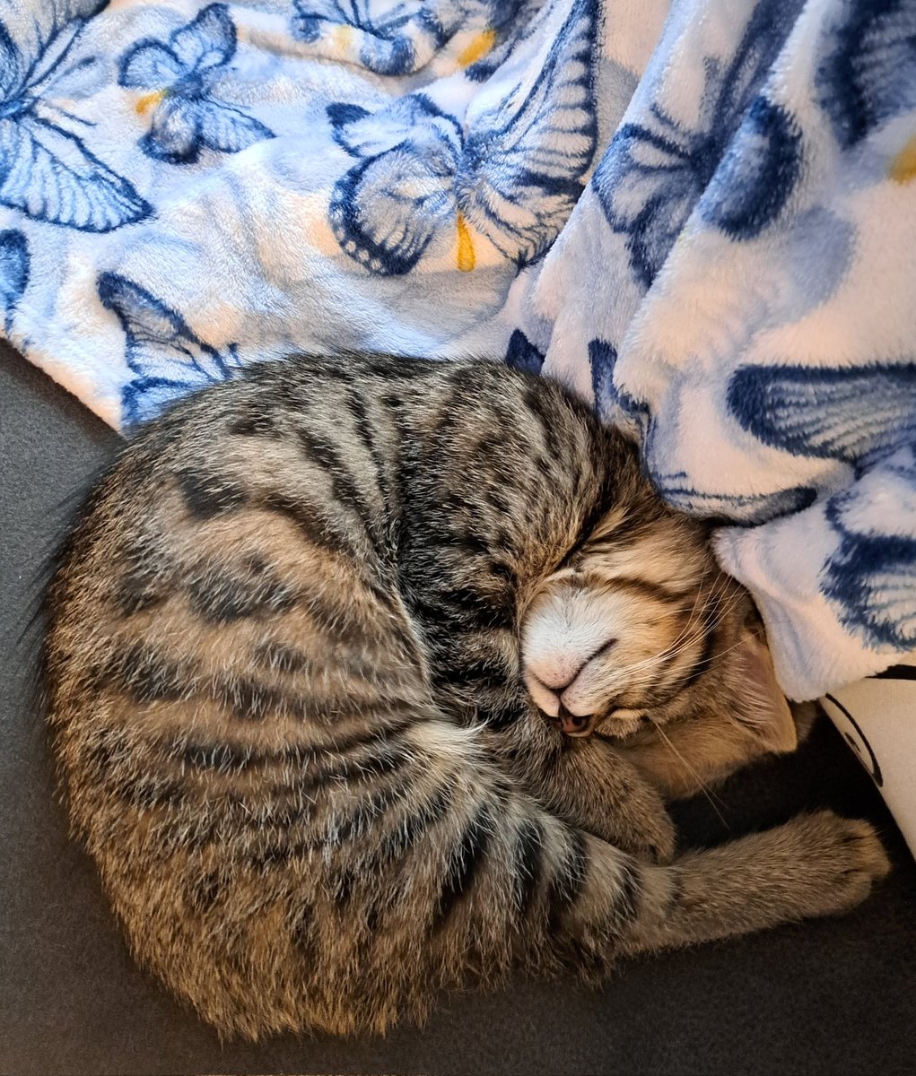 Christy_fromTO's tweet image. I'm sorry for not being able to be here, but I am really very sick. 
Thank the Lord for Savannah! 
#supportanimal #myshadow
"I don't wish this on anyone."