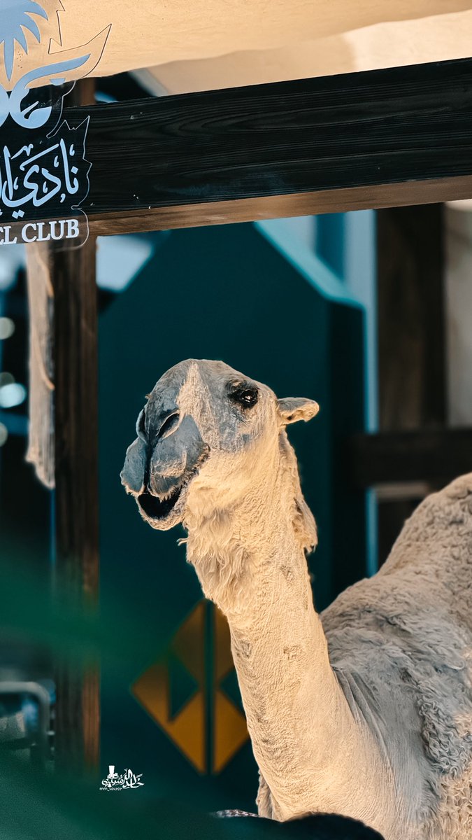 a__404__'s tweet image. تصويري 📸.#معرض_الصقور_والصيد_السعودي_الدولي 
#عالم_يشبهك 
اتمنى التوفيق لي ولكم 🩵.