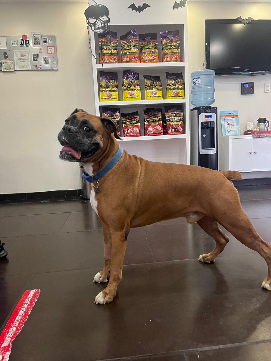 Chrisalvard's tweet photo. @Tectone 8 year old boxer thats chugging along like a champ. https://t.co/Rxwmr7IYUT