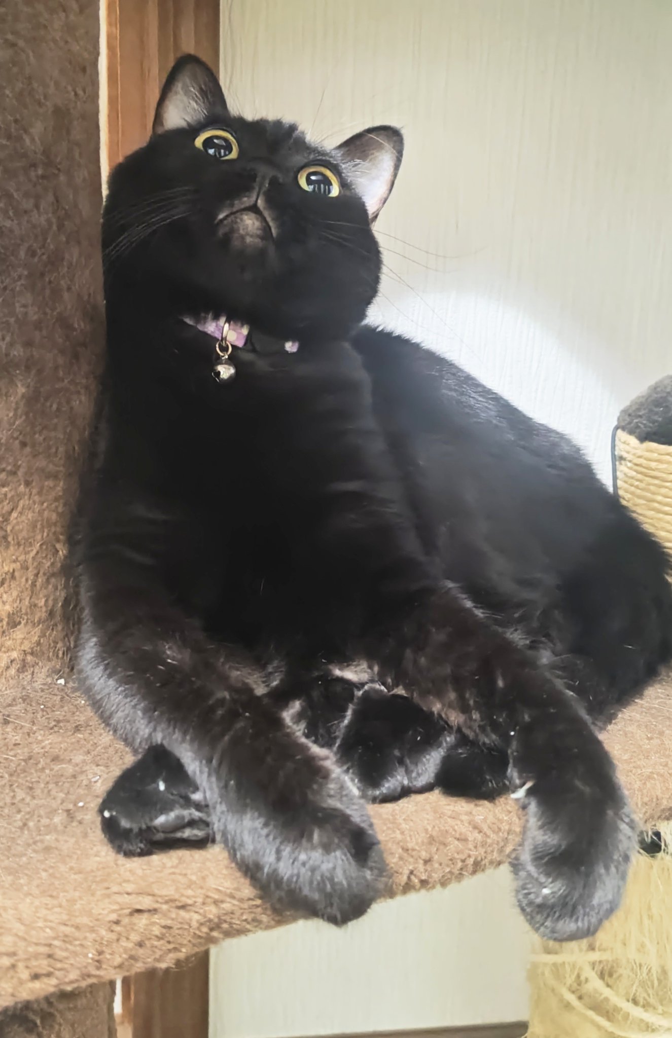 黒猫 kuroneko.8901 | 最近早寝早起き🥱 昨夜はクーラーつけたら寒く