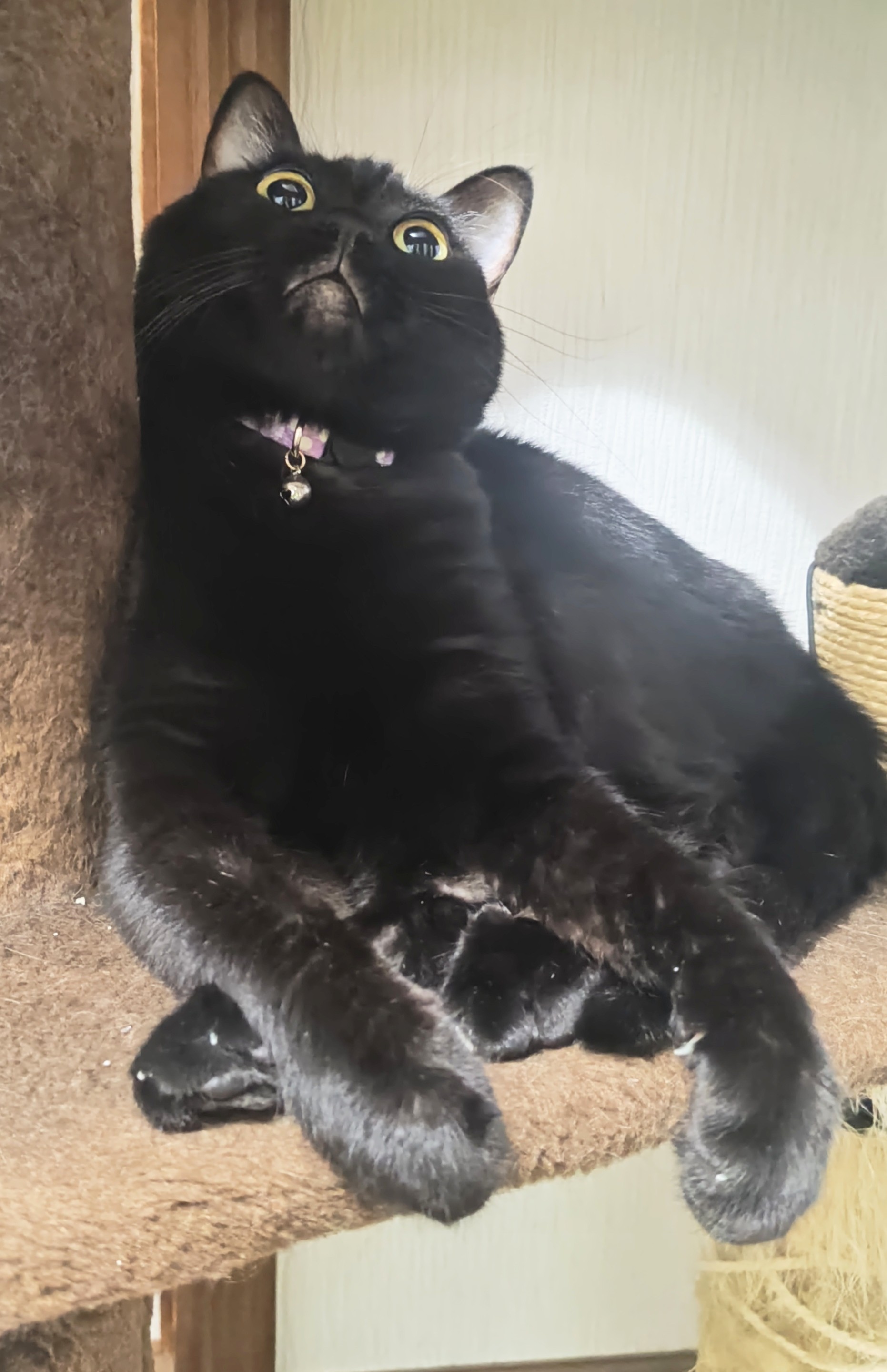 黒猫 ページ 黒猫@タカシ on X: 