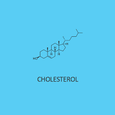 hormonedietdoc's tweet image. Cholesterol isn’t your enemy — it’s your body’s raw material for hormones.
Low cholesterol = low testosterone, estrogen, and cortisol.
Stop fearing what your body uses to make you human #hormones #cholesterol