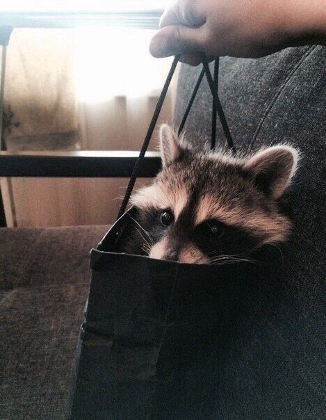 out of context raccoons (@contextraccoons) on Twitter photo 