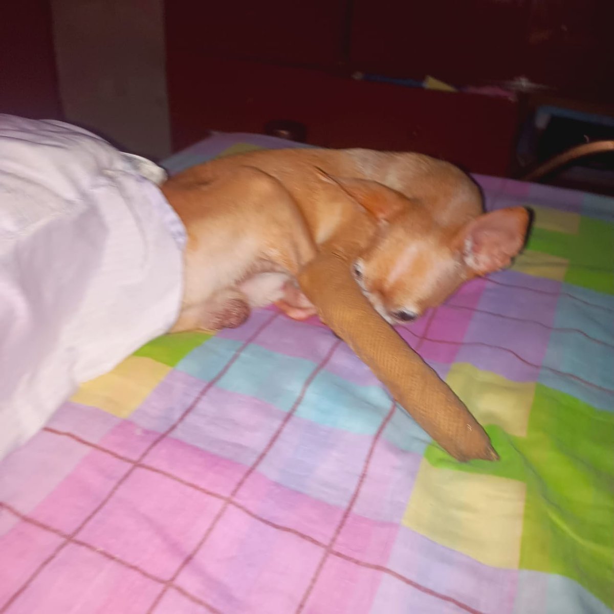 SystemSport1's tweet photo. Ayudemos a pocho🐶 
Labor social 💞
Entra en el vip con lo que salga de tu corazón 
#mlb #nhl #picks #parley #beting #gambling #venezuela #mexico #estadosunidos https://t.co/xggko8RRZS