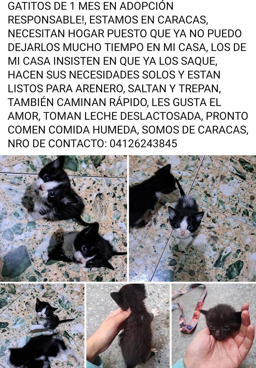Buscan hogares responsables
