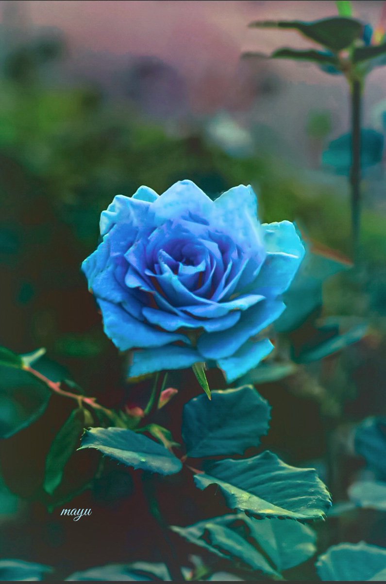 青い薔薇
