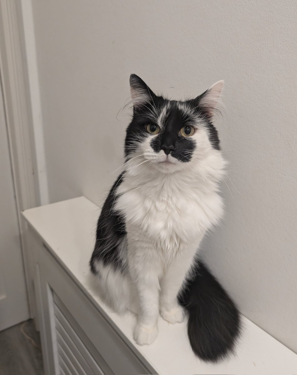 Little cat, big bed. Big cat, little bed 😺 then there's the princess of the 3 ❤️