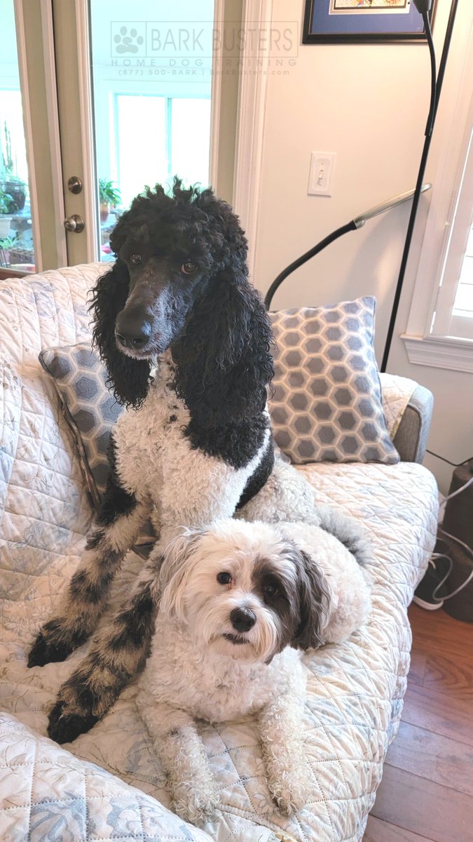 BarkBustersGA's tweet image. Thank you Cody at Bark Busters ATL! Our recall is rock solid, we’re obeying commands fast, and our puppy biting is way gentler now. Mia Louise &amp;amp; Ivy Bean, top students for the day! 🎓🐾🍖