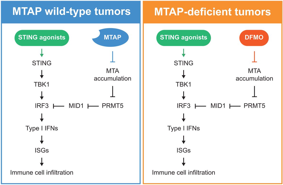 Aiims1742's tweet photo. Such an interesting paper in @ScienceMagazine from Mien Chie Hung 
MTAP deficiency confers resistance to cytosolic nucleic acid sensing and STING agonists
https://t.co/pUHmBXX7CA
If validated, this has relevance to many solid cancers like #PancreaticCancer with MTAP deletions. https://t.co/Udri0ilDdG