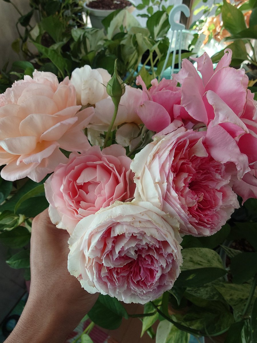 ham29star's tweet photo. 成長させる為に今まで我慢して花芽摘みしてたが、この秋遂にバラの花を咲かせました〜！
早速花瓶に！ https://t.co/m8GmlZ0RSA