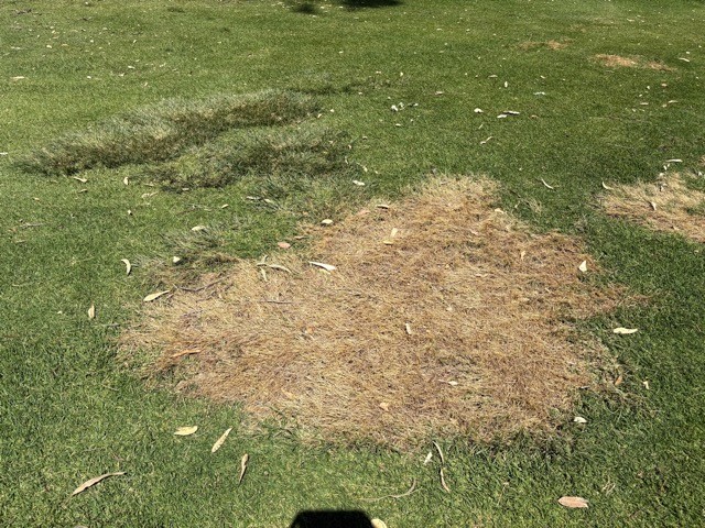 This week in WA, trials of our developmental herbicide on #ParramattaGrass produced great results that we, at Indigo Specialty Products, are excited about!  These photos show how well the herbicide is working and its excellent safety to the Kikuyu.  More to come, stay tuned!