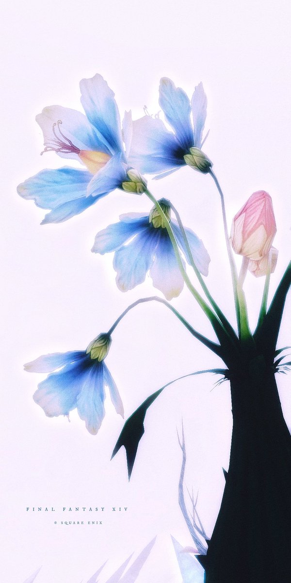 -Flower Moments-

#FF14風景
#FF14SS