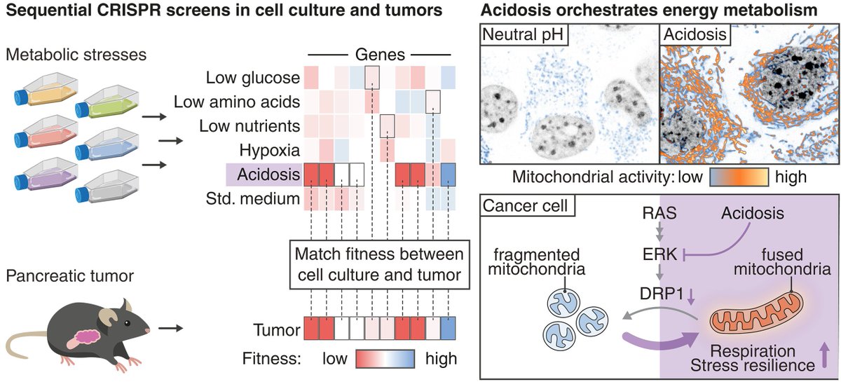 Aiims1742's tweet image. This cool @ScienceMagazine paper links extracellular pH milieu (acidosis) to an intra-cellular oncogenic signaling pathway &amp;amp; metabolic rewiring in #PancreaticCancer.
Acidosis orchestrates adaptations of energy metabolism in tumors
science.org/doi/10.1126/sc…
