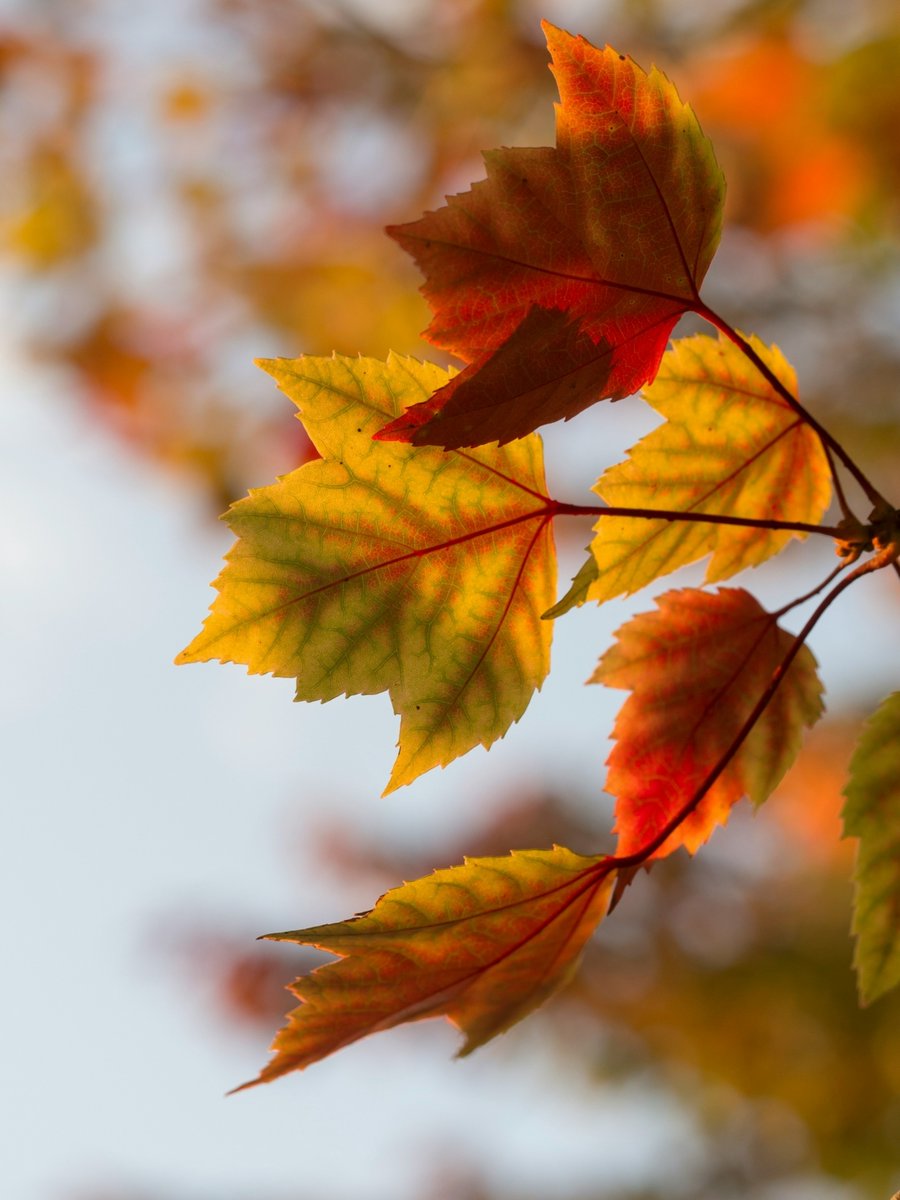 BaymontInnKnox's tweet image. Plan your fall escape and take in the beauty of the changing leaves. Stay with us for affordable comfort, pet-friendly rooms, and genuine hospitality. Start each day with   a free breakfast before immersing yourself in  autumn.  bit.ly/2KjD12F 

#FallGetaway #PetFriendly