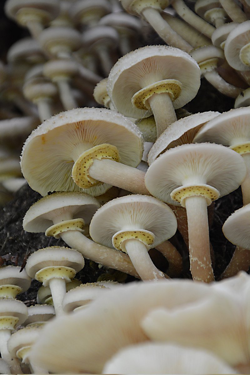 Honey fungus. Armilleria mellea.