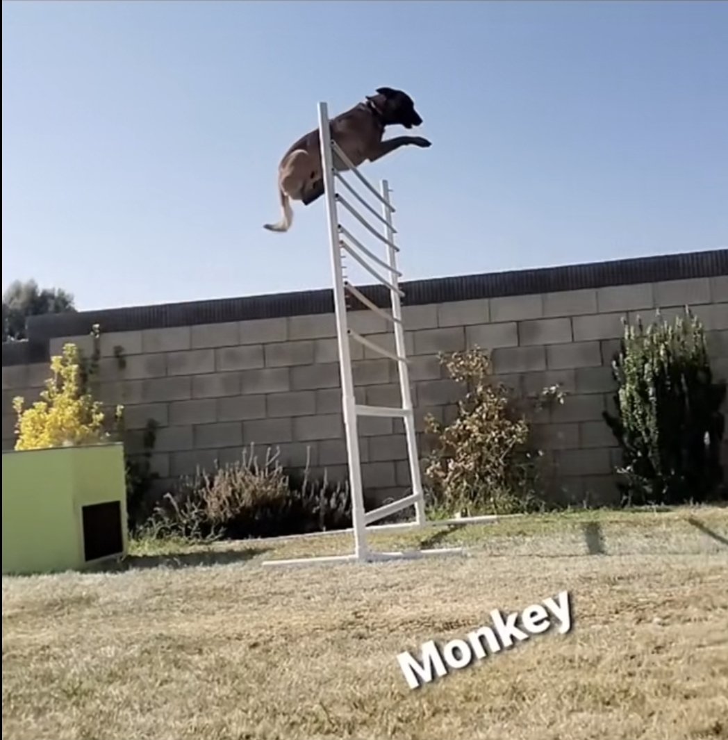 aizen_786_'s tweet photo. Hold $Monkey It's the easiest cook
#MonkeyRaider https://t.co/gJGzfINtzi