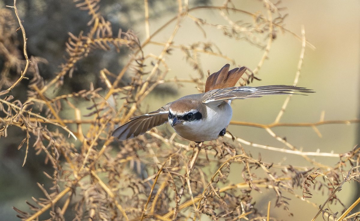 Les Cater Wildlife photographer tweet media