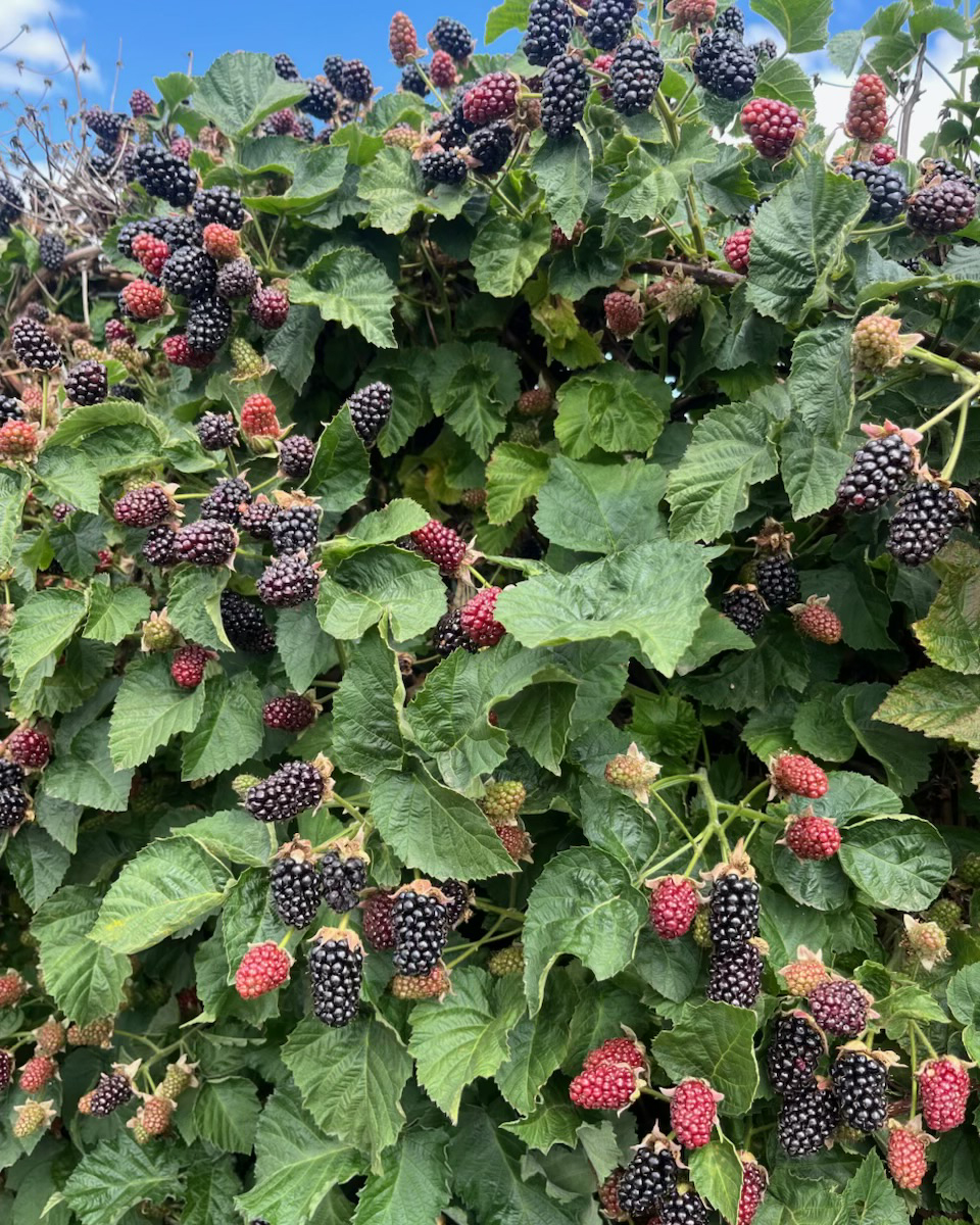 Berry Fact Friday! Fresh Oregon berry season has wound down, but we want to take a moment and thank our growers who hustled all season long. These blackberries pre-harvest at Stahlbush Island Farms can now be found at your grocery store in the freezer section! 🥰

#oregonberries