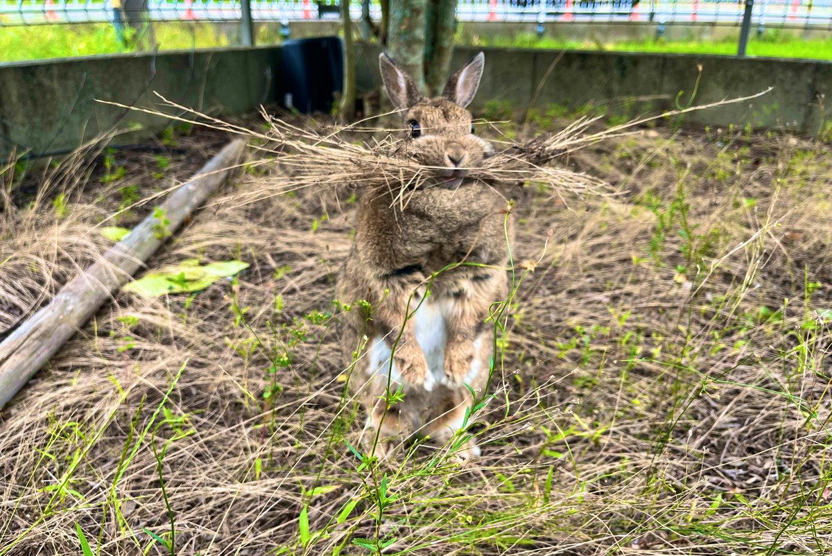 nico_pon252517's tweet image. 草を集めてる！カワイイ！

#うさぎ　#うさぎのいる暮らし　#rabbit