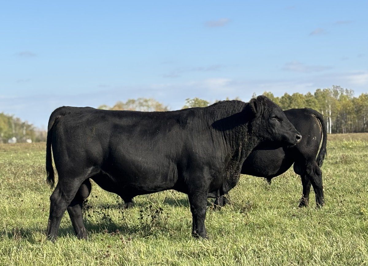 Edie Creek Gate Keeper 37M

You can buy this heifer bull in our 2026 bull sale on March 14th!

Use Edie Creek Angus bulls to improve consistency and forage efficiency in your cowherd.