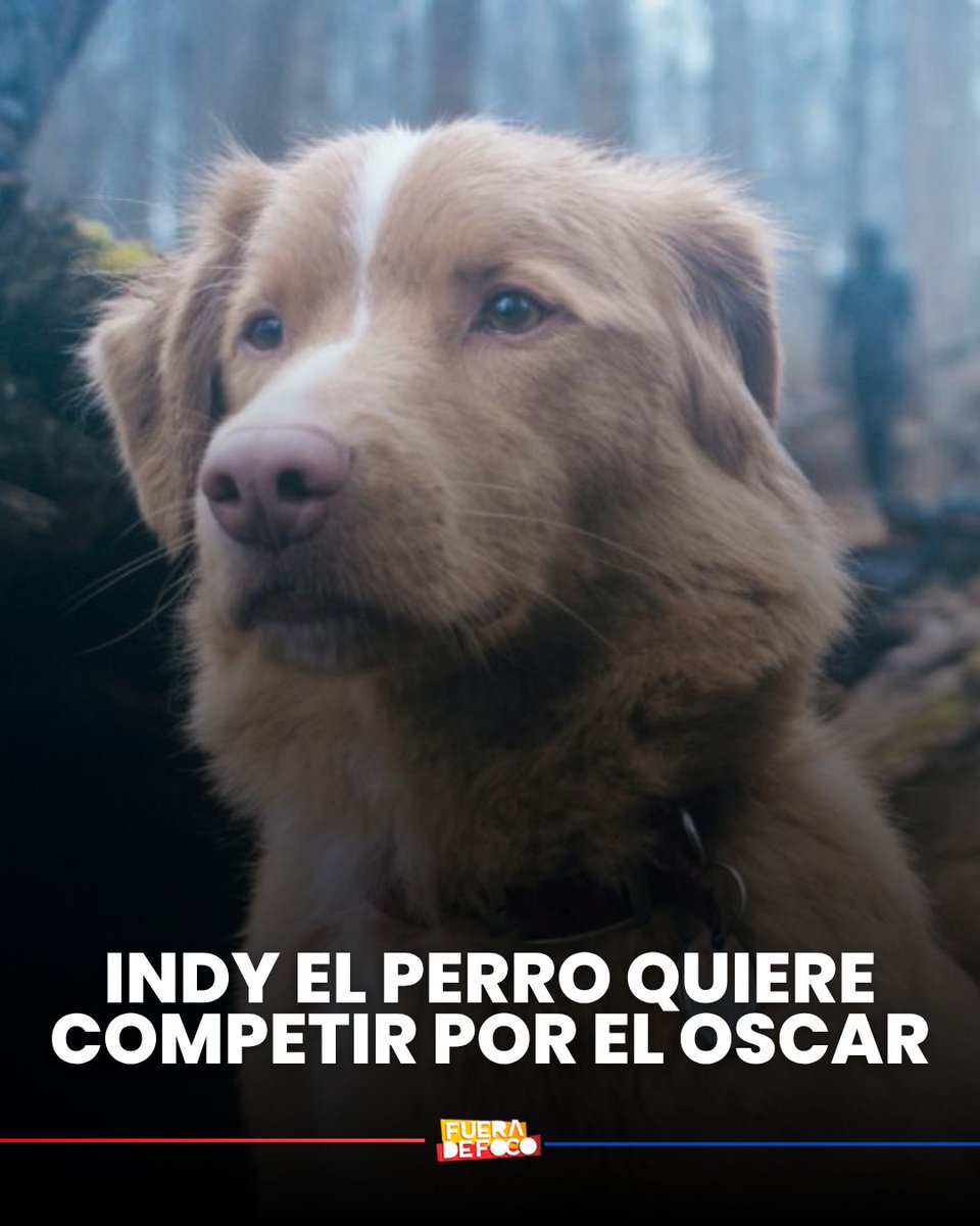 BUSCA EL OSCAR 🐶 El perro INDY de la película GOOD BOY mandó un carta a los miembros de la Academia, luego de no poder ser considerado para los OSCAR y tampoco tener una categoría especial que reconozca a los animales actores. 

“Me han declarado no elegible para la categoría de