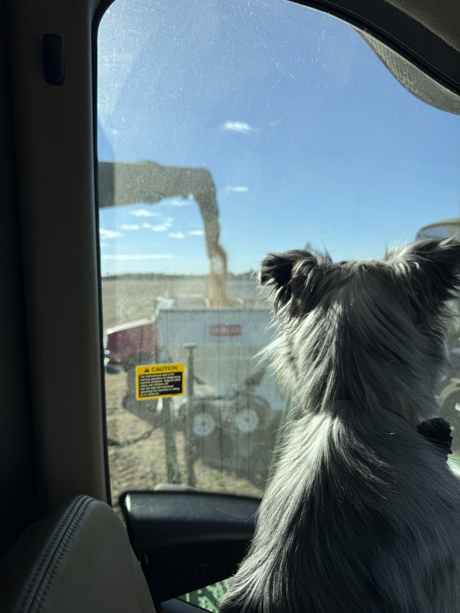 This stellar soybean plot of Croplan beans sure left it all out there this season. We are very proud of these results and hope to bring you along the Croplan journey with us with these results. CP0723E walked away the victor at 72.1bu/ac. #croplan #brucecounty #ontag #harvest25